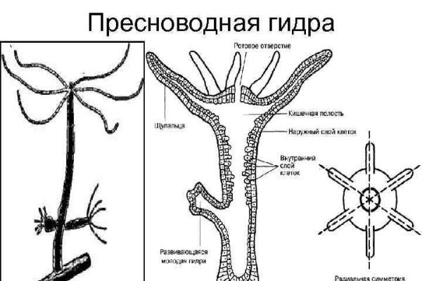 Кракен ссылка настоящая